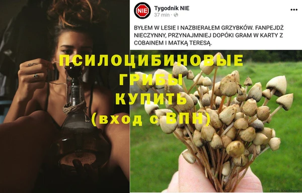 каннабис Аркадак